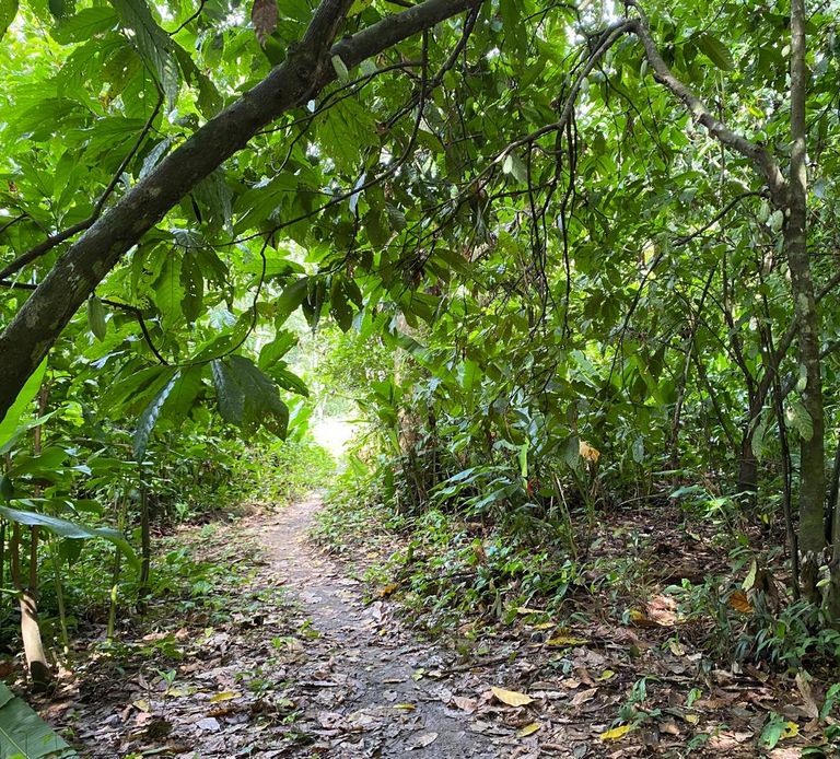 Go Balance Trocano REDD Project in Borba Amazonas Brazil