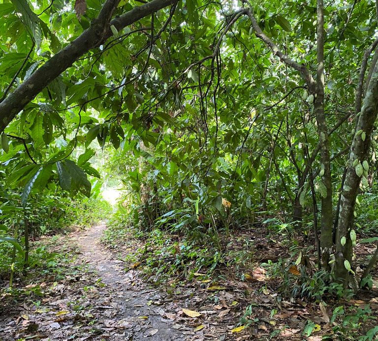 Trocano Araretama REDD+ Project in Borba, Amazonas, Brazil